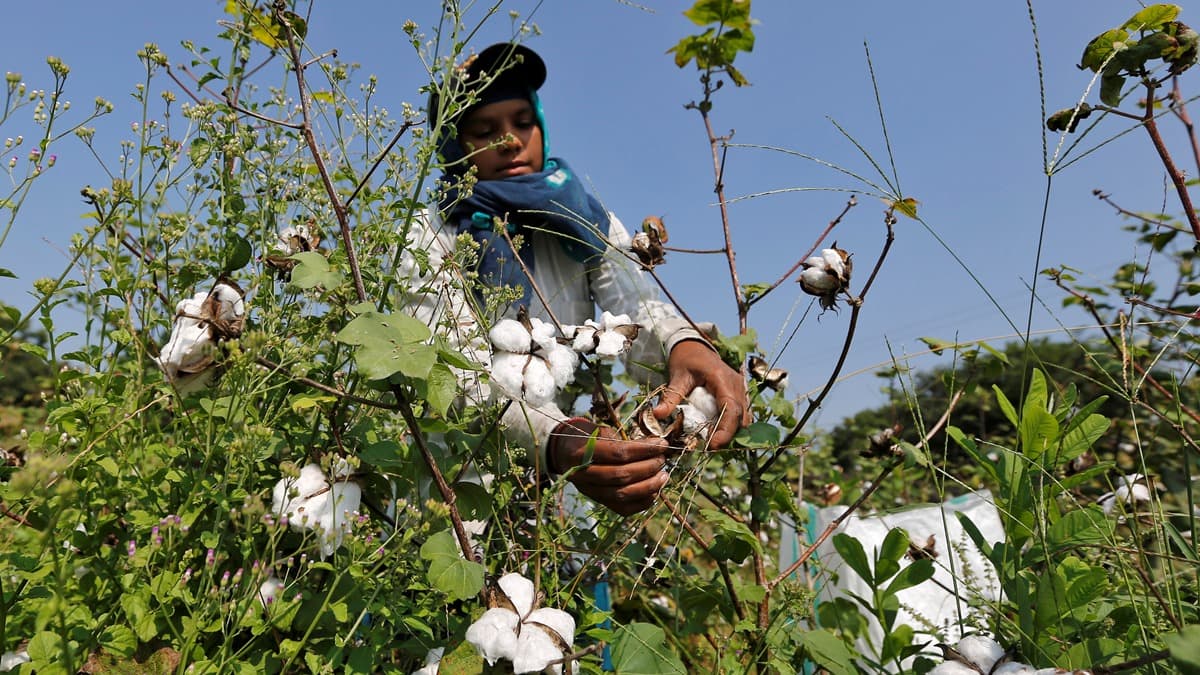 Cotton output may decline 8 per cent to 294.10 lakh bales this year: CAI