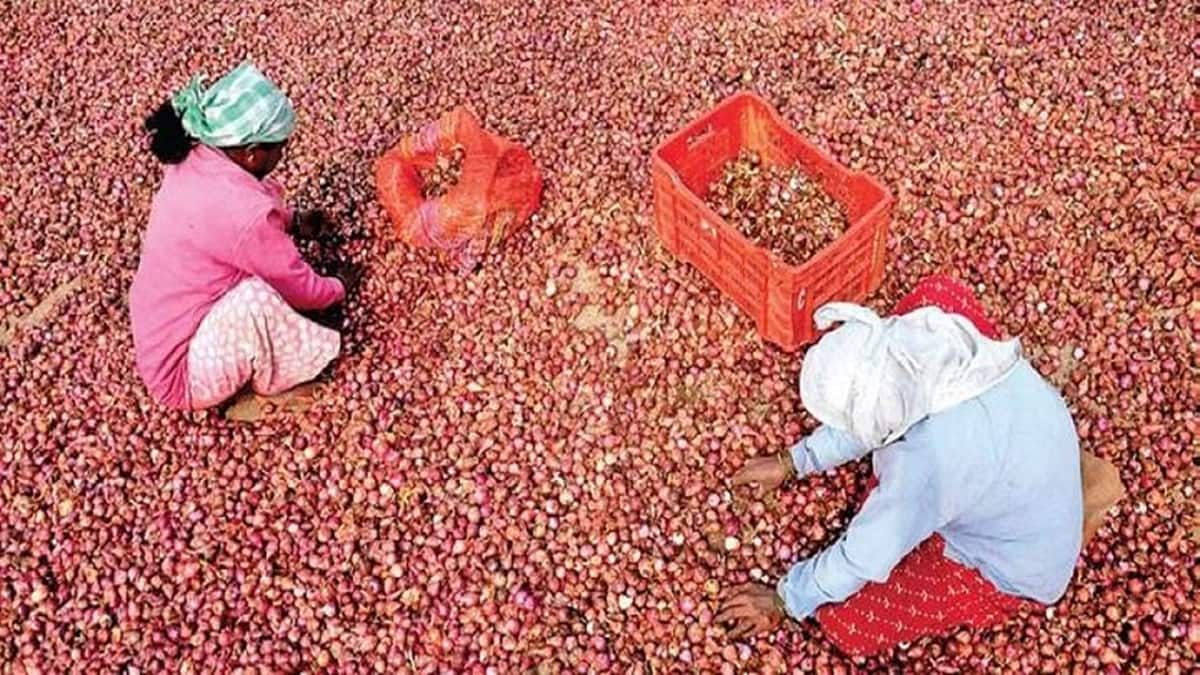 Retail onion prices to fall 30% by Jan: Official