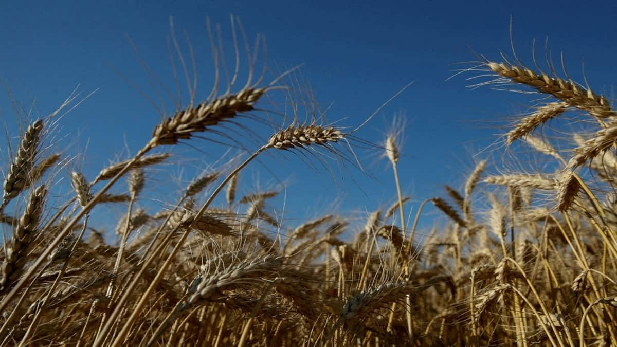 Wheat sown in 30.86 mn hectares so far; climate resilient seeds planted in over 60 pc area