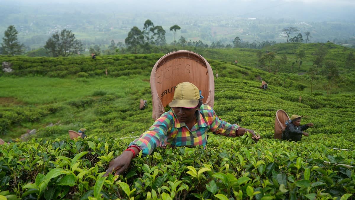 India’s tea production rises by 12.06 per cent to 182.84 million kg in October