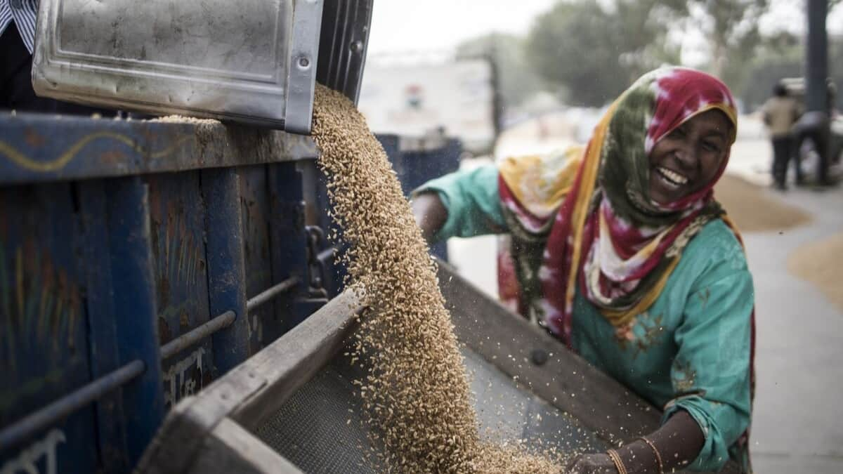 Govt offloads over 4 MT of wheat in open market to curb prices